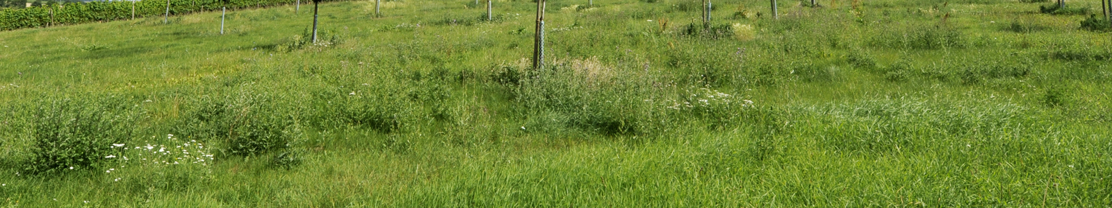 Grüne Wiese © Dienstleistungszentren Ländlicher Raum